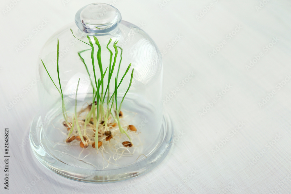 Sprouted grains in glass vase on windowsill background