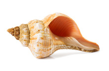 Seashell On A White Background