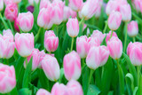 Fototapeta Tulipany - Beautiful colorful Tulip flower