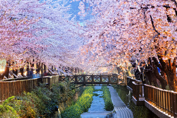 cherry blossoms, busan city in south korea