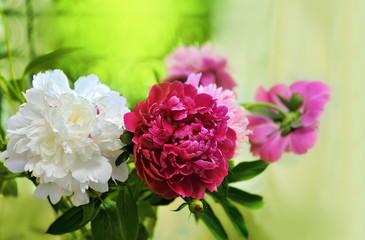 Wall Mural - peonies on the window