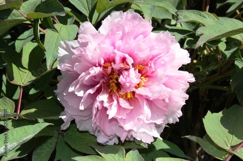 Pfingstrosen In Italien Paeonia Blute Der Zuchtsorte Yukidoro
