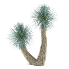 Palm Tree Isolated. Yucca Elata