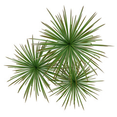 Wall Mural - Palm plant tree top