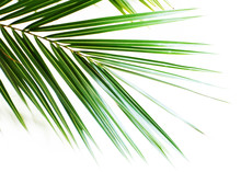Green Palm Leaf On Light Background
