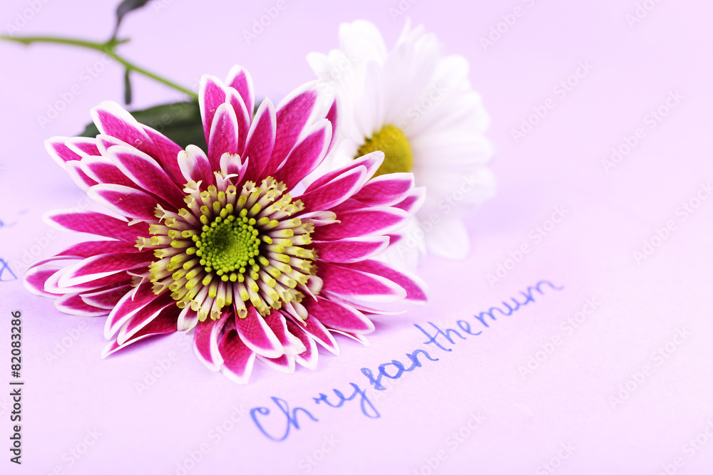 Beautiful chrysanthemum with inscription on paper background