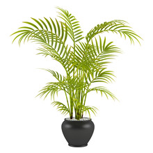 Palm In The Pot