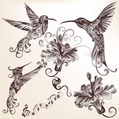 Poster - Collection of vector hand drawn hummingbirds for design