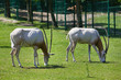 Two antelopes at the zoo