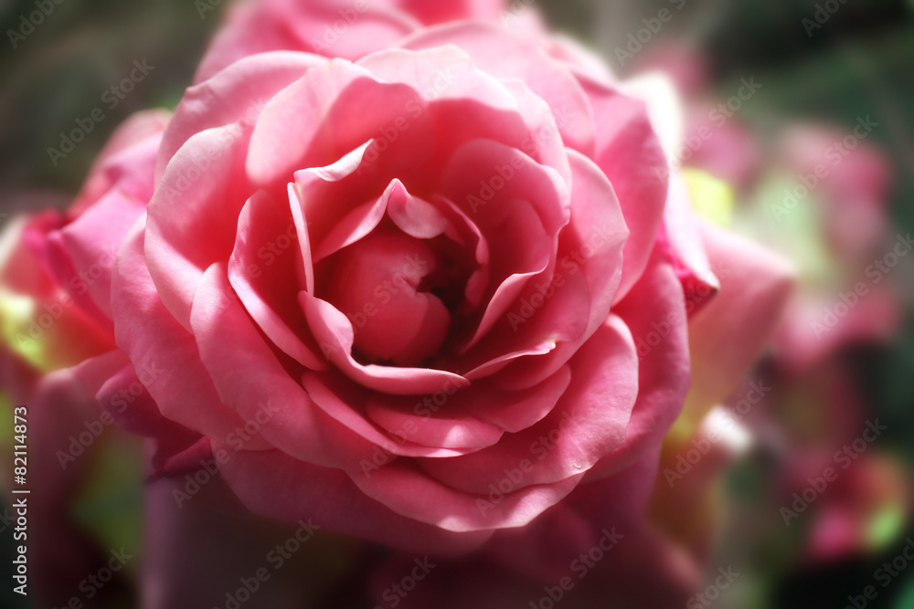 Beautiful pink rose, closeup