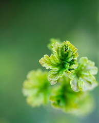 Poster - Growing red currant