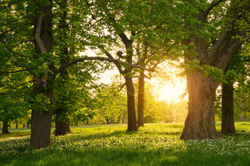Obraz na płótnie promienie słońca w lesie wiosną