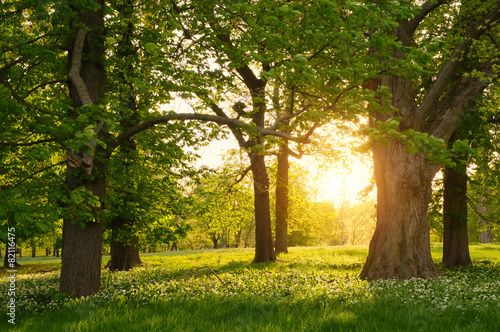 Foto Sunlight in the green forest springtime