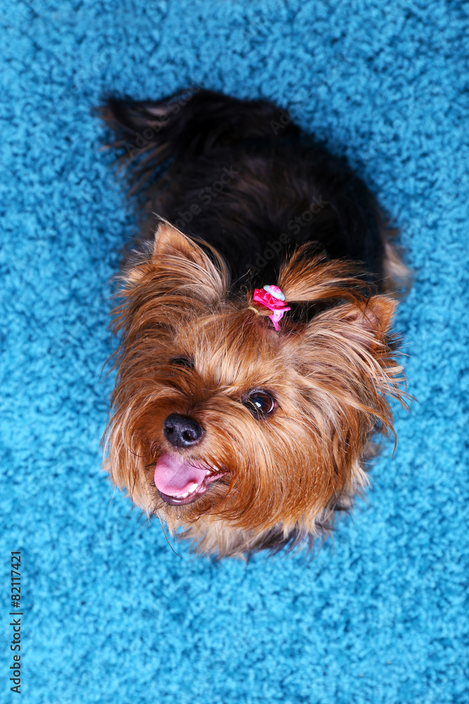 Cute Yorkshire terrier dog on blue carpet background