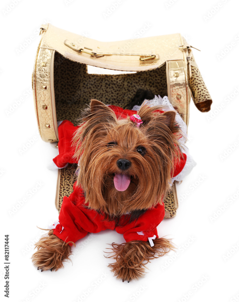 Cute Yorkshire terrier dog isolated on white