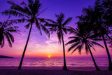 Fototapeta  - Palm trees silhouette at sunset