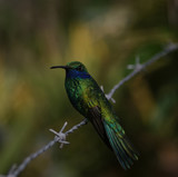 Fototapeta Sawanna - Hummingbird on the barbed wire