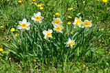 Fototapeta Tulipany - Narzissen auf Frühlingswiese