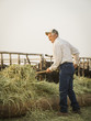 © Erik Isakson/Blend Images - Caucasian farmer forking hay