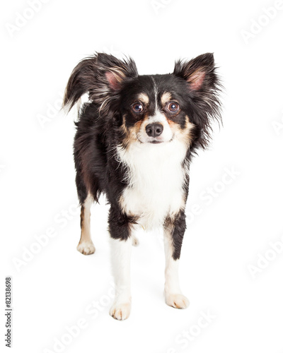 Attentive Chihuahua Mixed Breed Dog Standing Buy This Stock