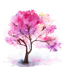 Single Cherry Sakura Pink Tree Isolated