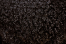 Black Curly Fur Close Up