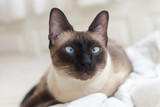 Fototapeta Koty - siamese blue point cat