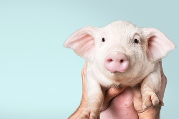 Poster - Animal. White piglet in girls hands in sky