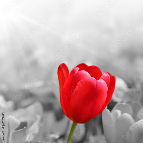Naklejka na szafę Wunderschöne Tulpen