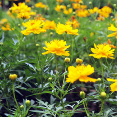 Wall Mural - yellow flowers background