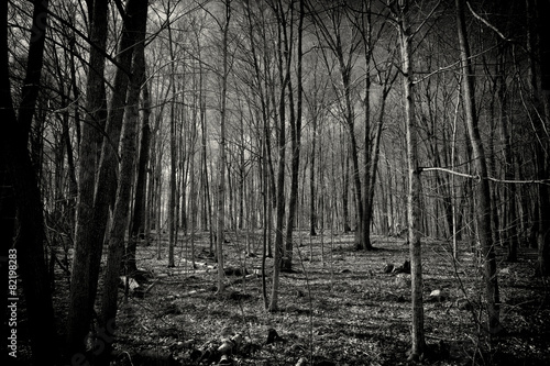 Creepy Dead Forest Black And White Nature Background Buy