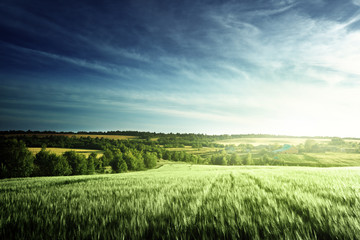 Wall Mural - wheat field in sunset time