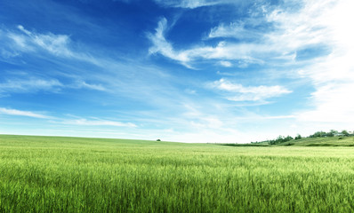 Wall Mural - field of barley