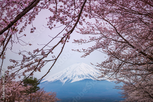 Naklejka samoprzylepna Górski fuji wiosną, sakura wiśniowy kwiat