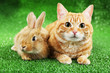 Red cat and rabbit on green grass background