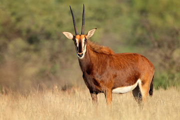 Wall Mural - sable antelope in natural habitat