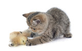 Fototapeta Koty - persian kitten and chick