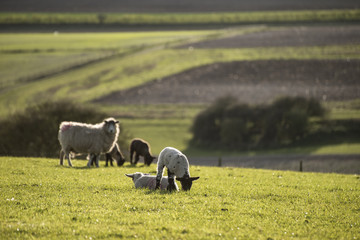 Beauitful landscape image of newborn Spring lambs and sheep in f