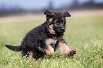 Sticker - German Shepherd Puppy