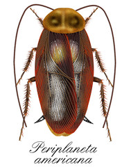 Sticker - periplaneta americana, cockroach