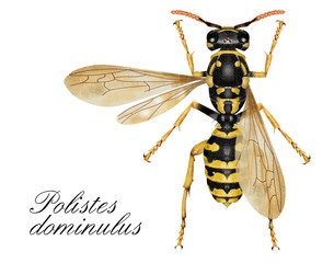 Wall Mural - Polistes dominulus,wasp