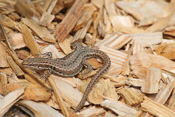 Poster - Lézard sur copeaux de bois