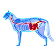 Cat Digestive System - Felis Catus Anatomy - isolated on white