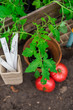 Tomaten-Pflanzen selbst ziehen