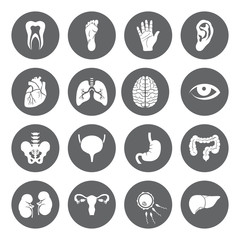 Set of vector Medical Icons with human organs in flat style