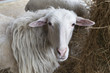 © Francesco - sheeps