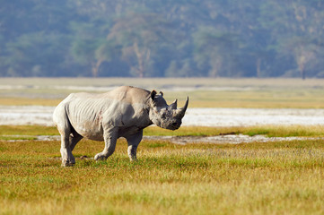 Wall Mural - Black rhino