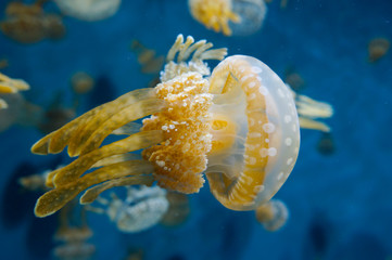 Frilly jellyfish