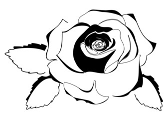 Wall Mural - Rose Outline