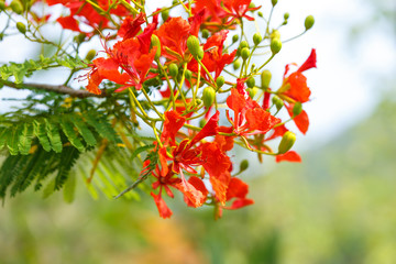 Poster - Caesalpinia pulcherrima flower